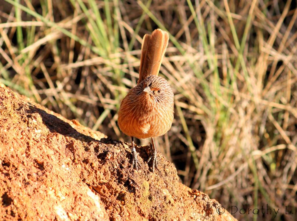 Dusky Grasswren (Amytornis purnelli)