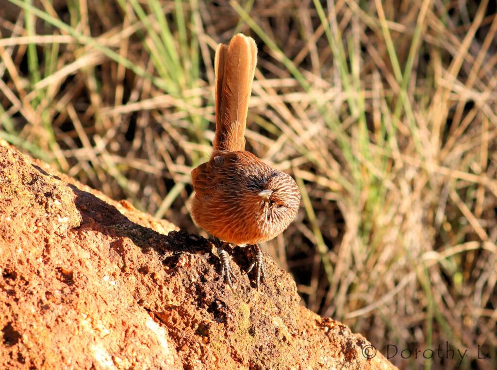 Dusky Grasswren (Amytornis purnelli)