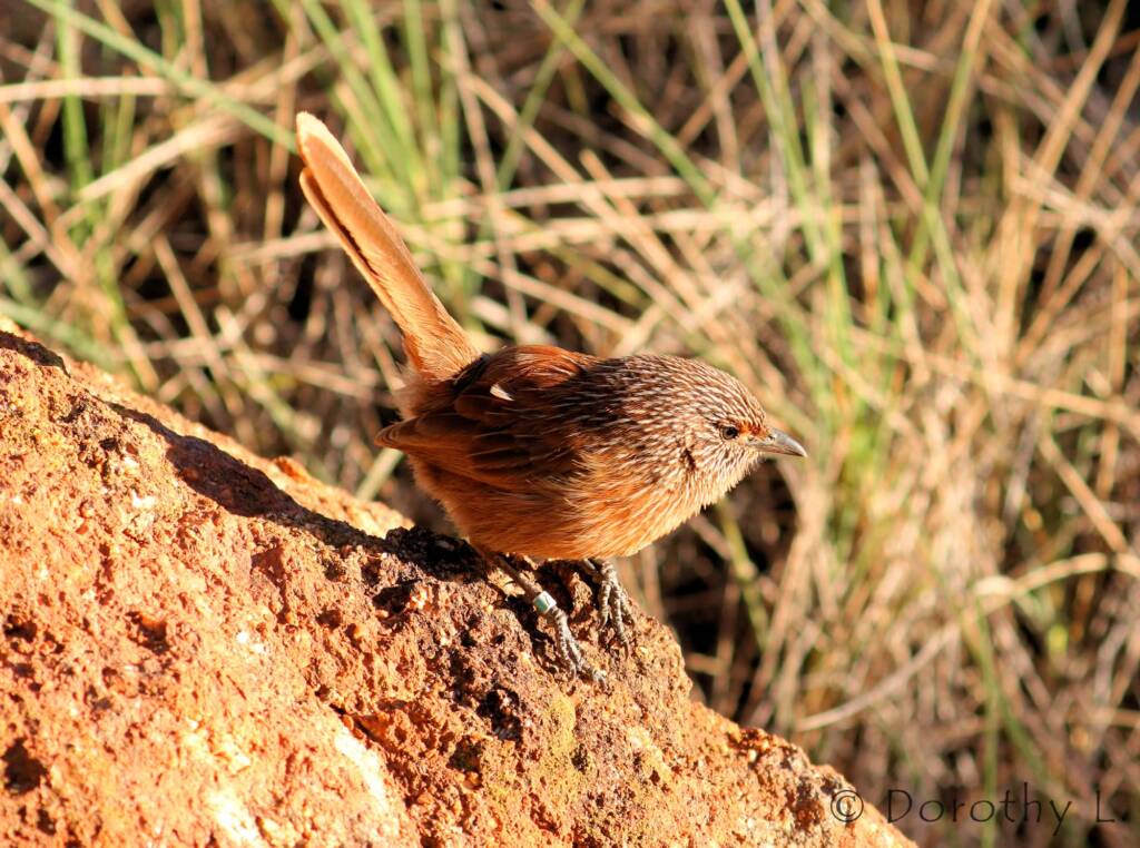 Dusky Grasswren (Amytornis purnelli)