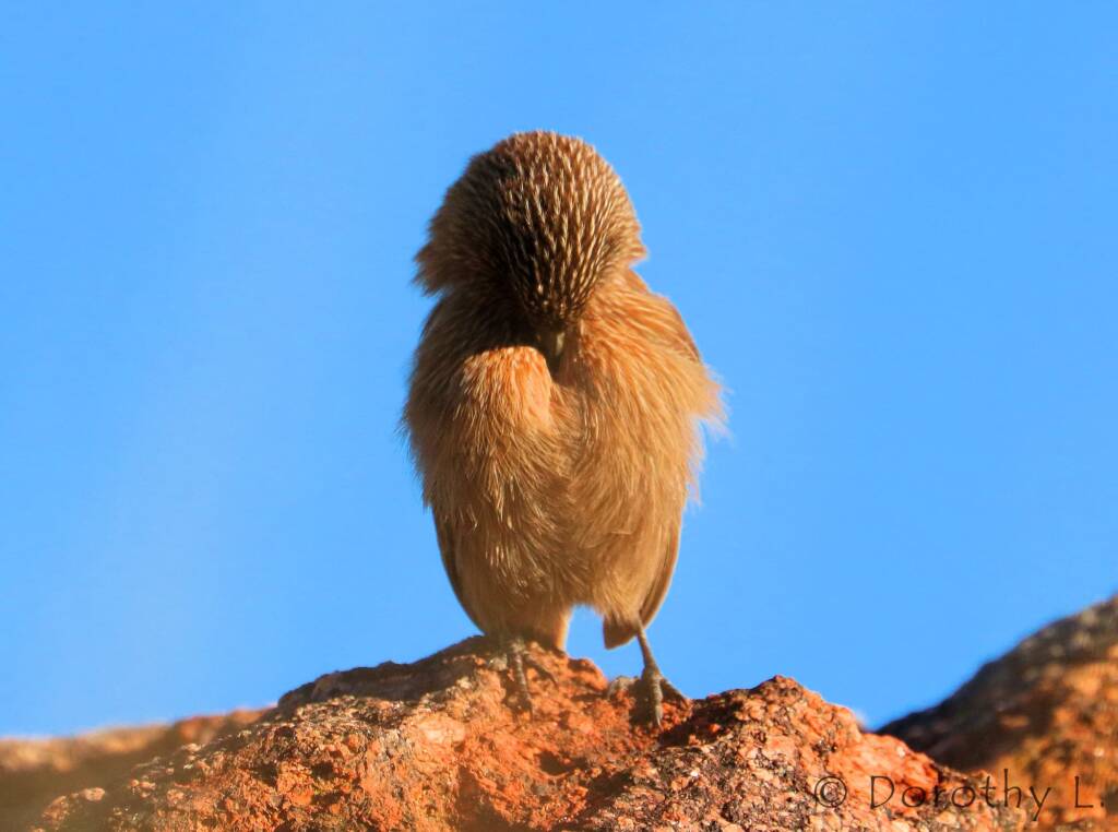 Dusky Grasswren (Amytornis purnelli)