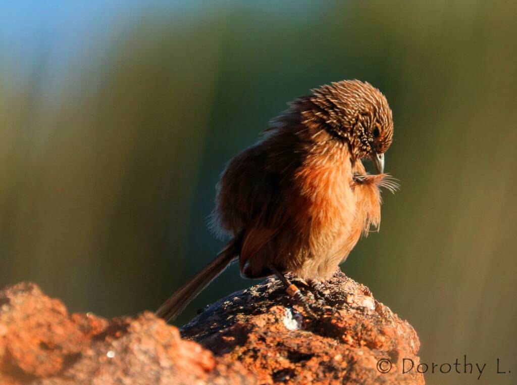 Dusky Grasswren (Amytornis purnelli)