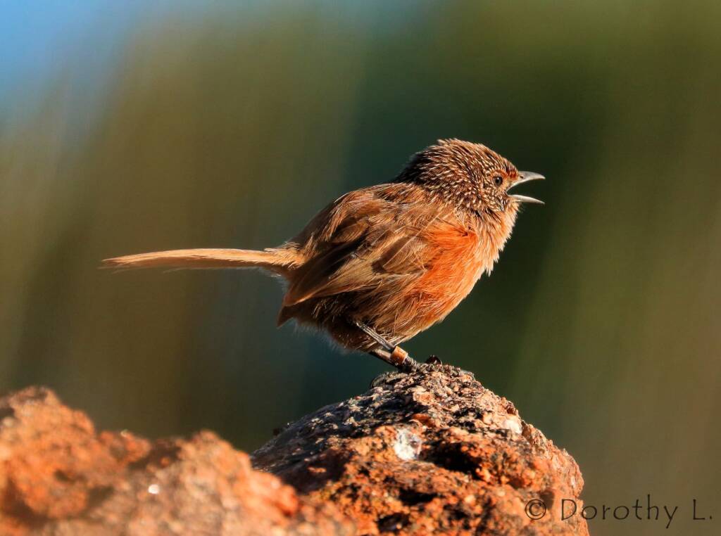 Dusky Grasswren (Amytornis purnelli)