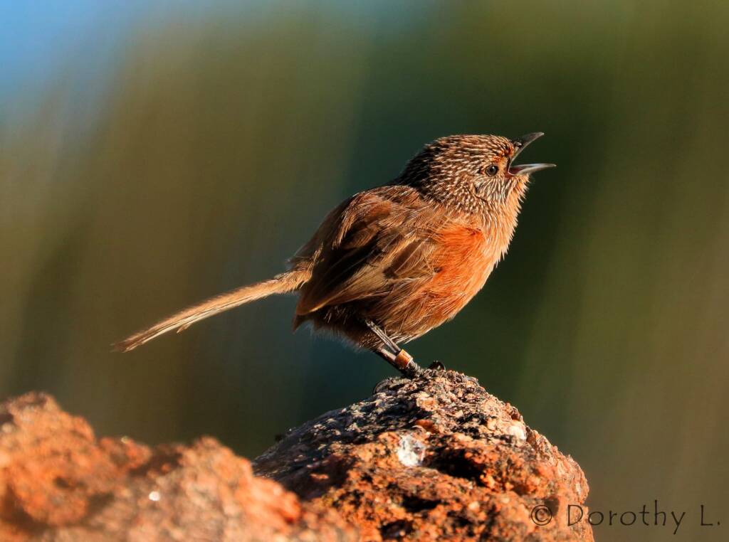 Dusky Grasswren (Amytornis purnelli)