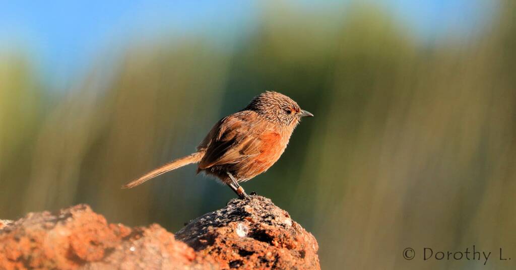 Dusky Grasswren (Amytornis purnelli)