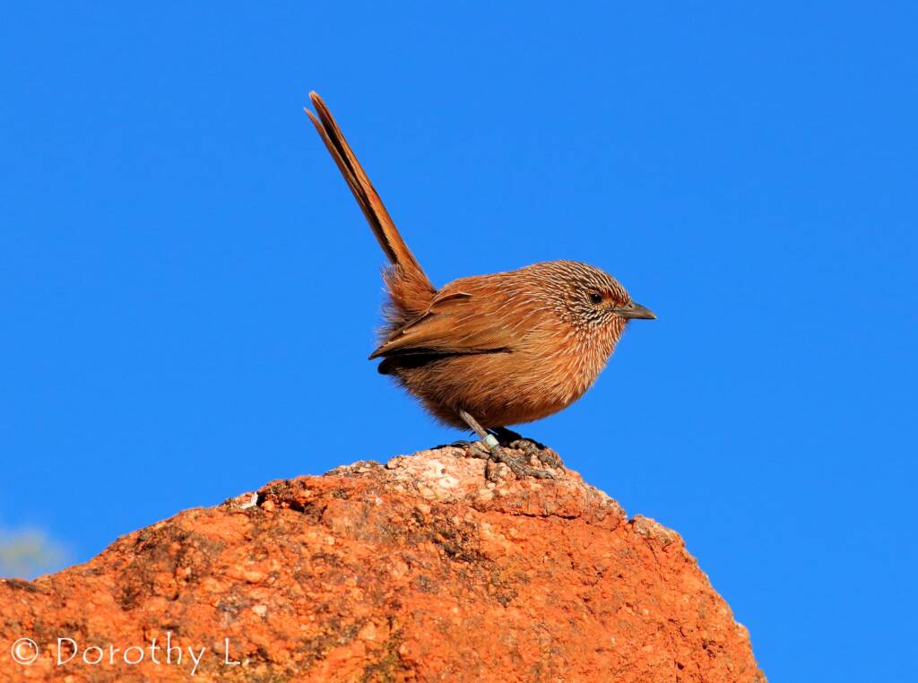 Dusky Grasswren (Amytornis purnelli)