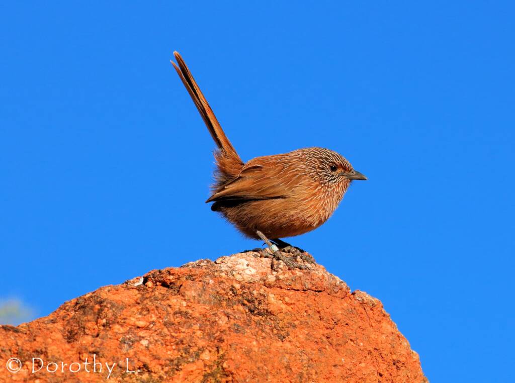 Dusky Grasswren (Amytornis purnelli)