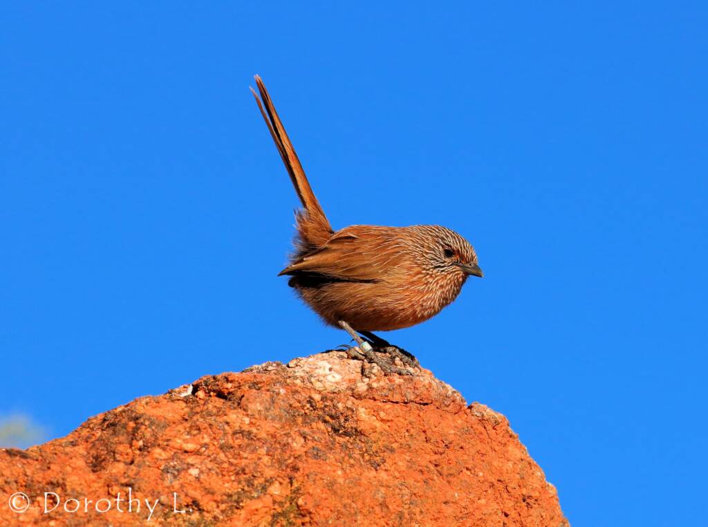 Dusky Grasswren (Amytornis purnelli)