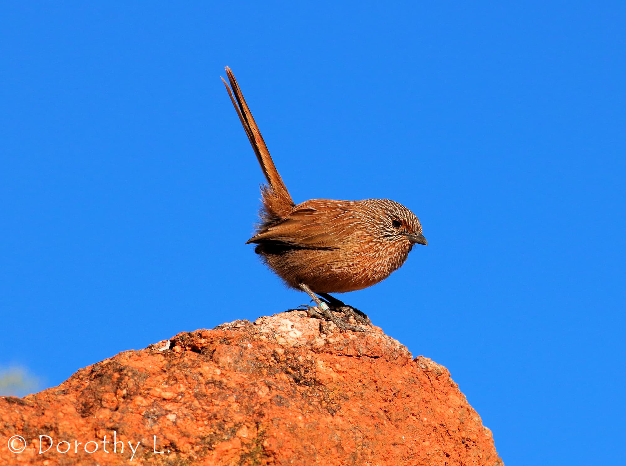 Dusky Grasswren (Amytornis purnelli)