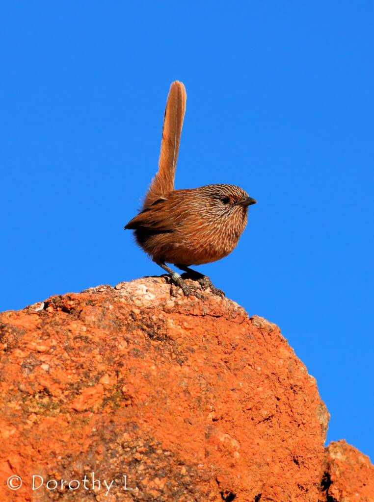 Dusky Grasswren (Amytornis purnelli)