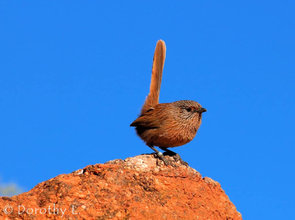Dusky Grasswren (Amytornis purnelli)