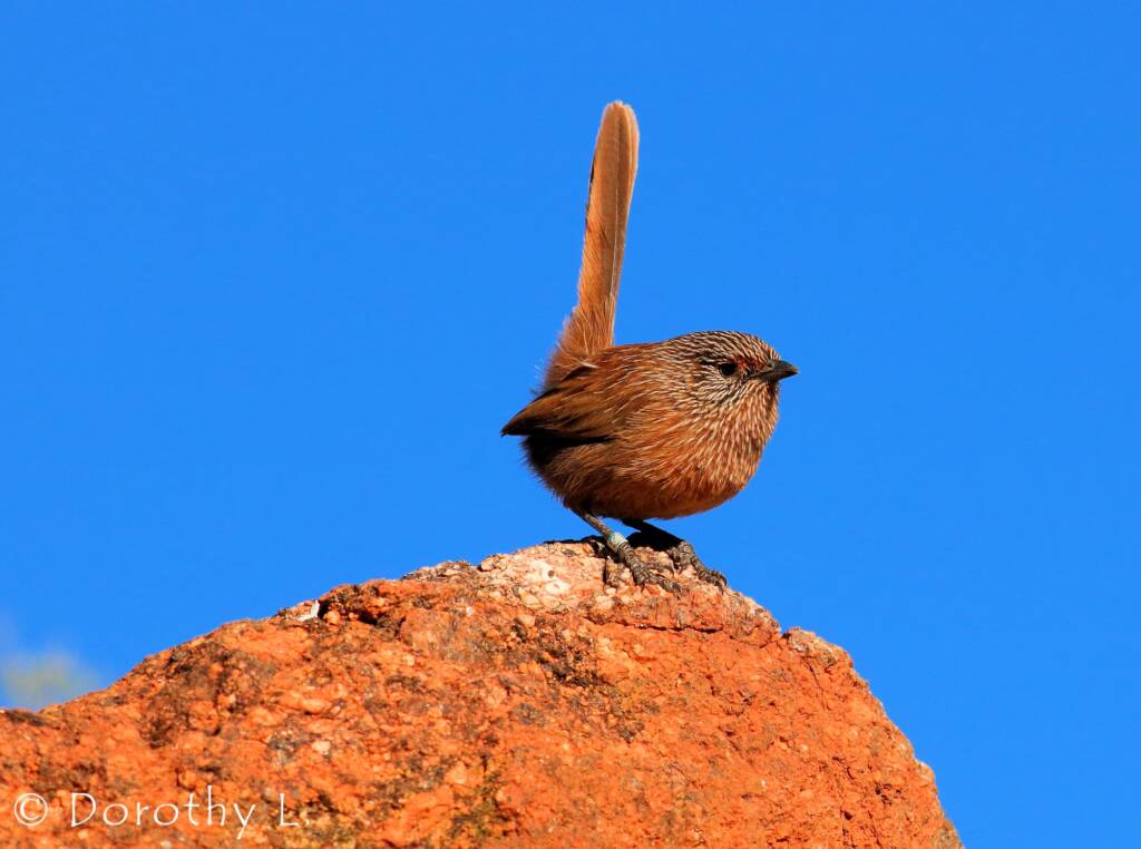 Dusky Grasswren (Amytornis purnelli)