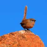 Dusky Grasswren (Amytornis purnelli)