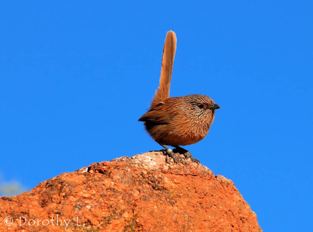 Dusky Grasswren (Amytornis purnelli)