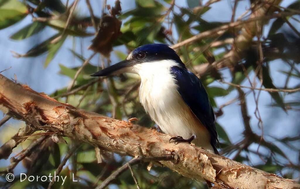 Forest Kingfisher (Todiramphus macleayii)
