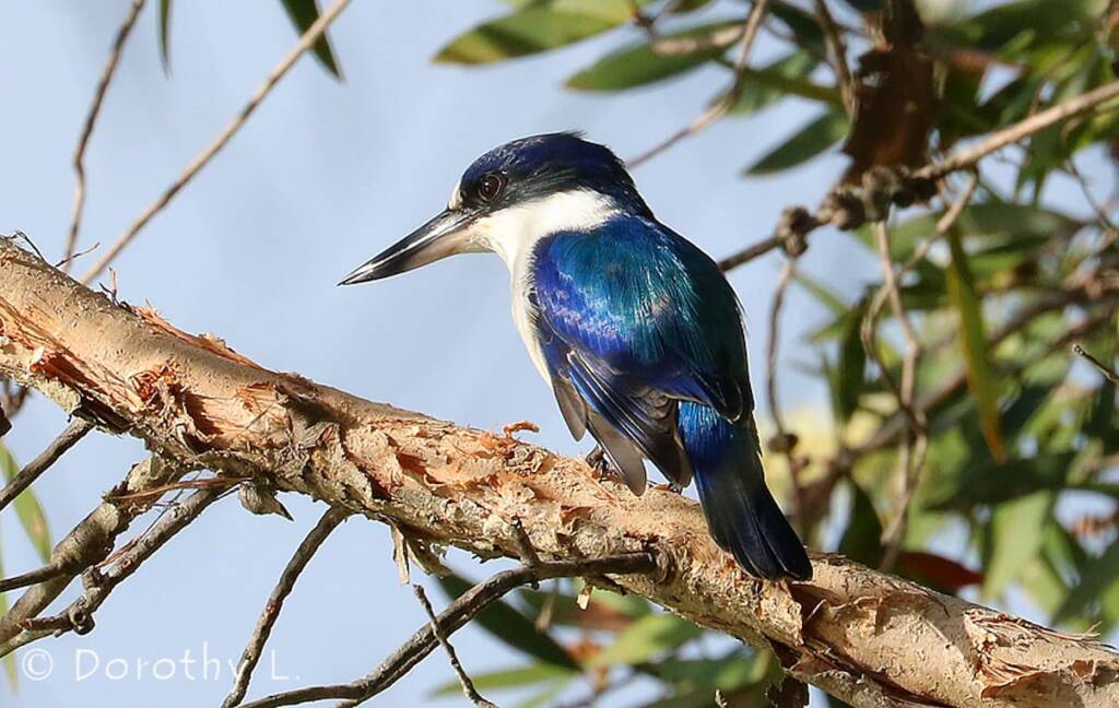 Forest Kingfisher (Todiramphus macleayii)