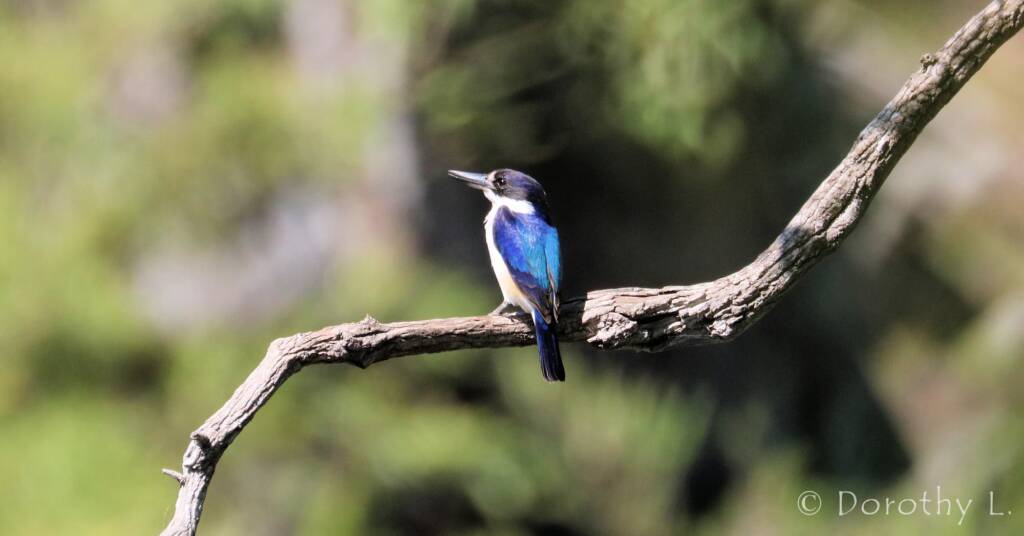 Forest Kingfisher (Todiramphus macleayii)