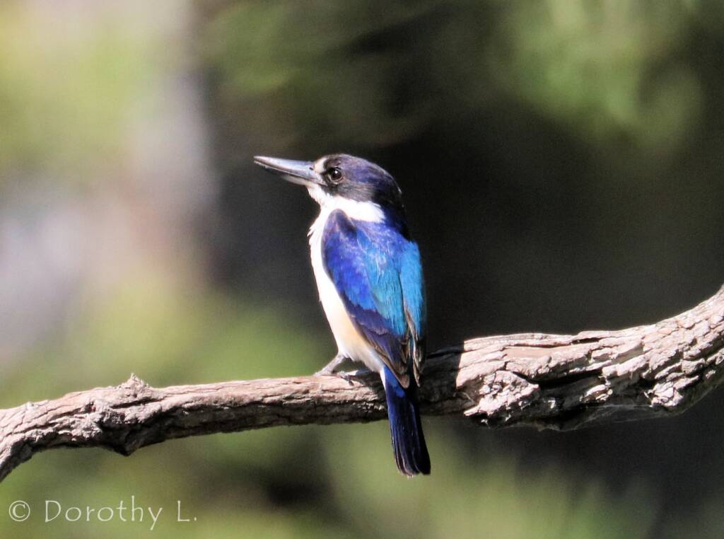 Forest Kingfisher (Todiramphus macleayii)