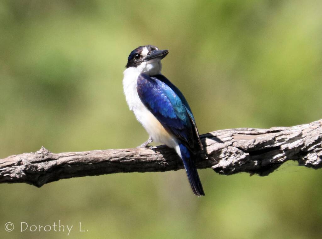 Forest Kingfisher (Todiramphus macleayii)