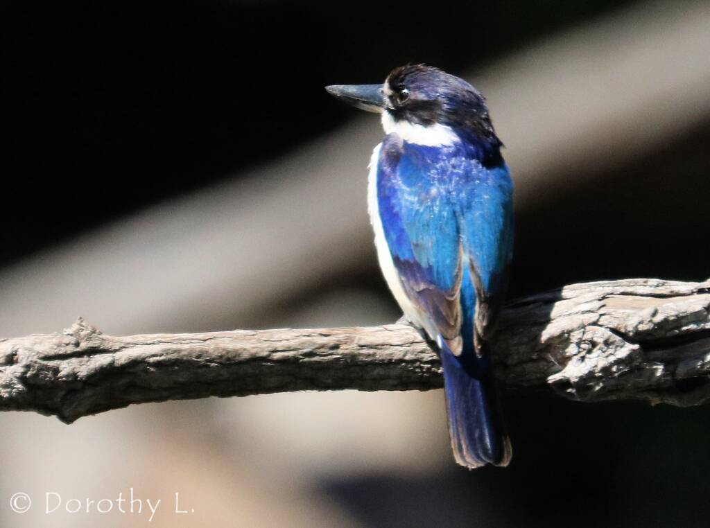 Forest Kingfisher (Todiramphus macleayii)