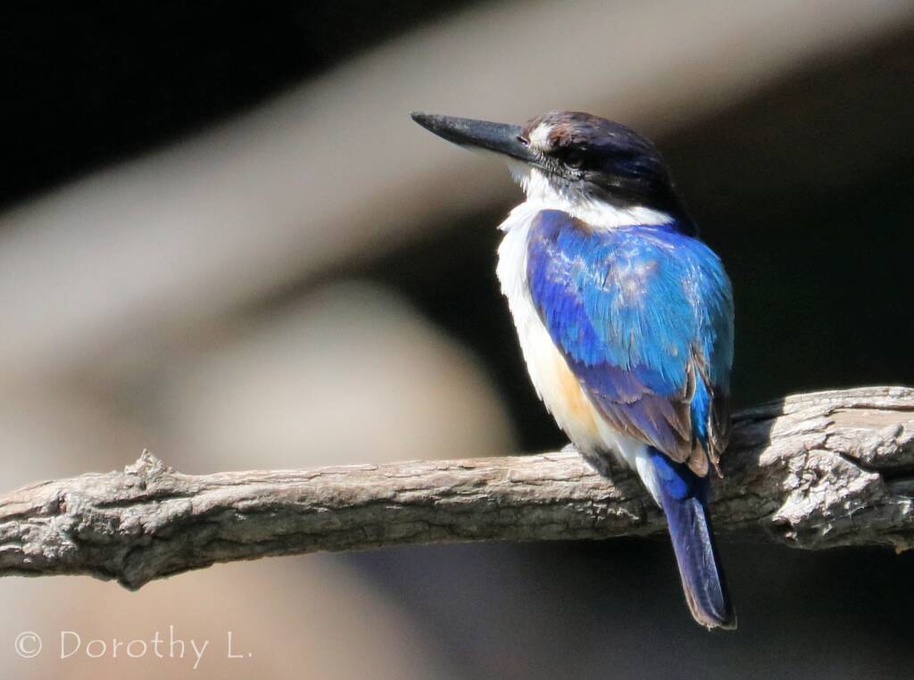 Forest Kingfisher (Todiramphus macleayii)