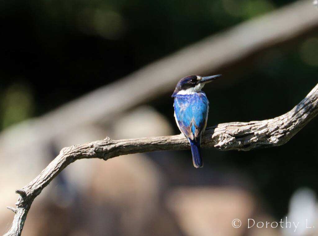 Forest Kingfisher (Todiramphus macleayii)