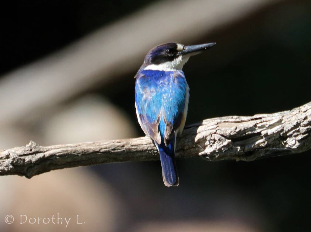 Forest Kingfisher (Todiramphus macleayii)
