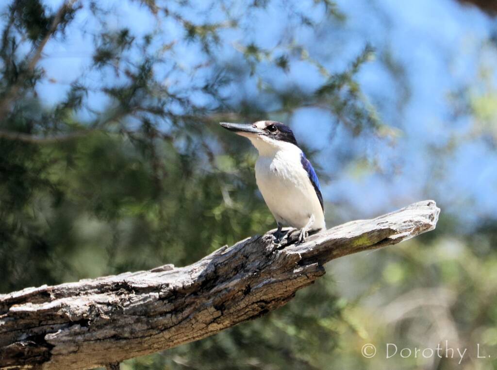 Forest Kingfisher (Todiramphus macleayii)