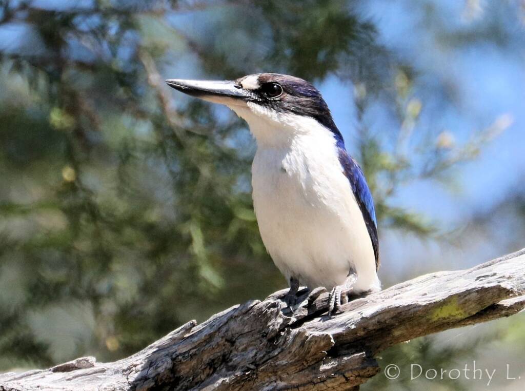 Forest Kingfisher (Todiramphus macleayii)