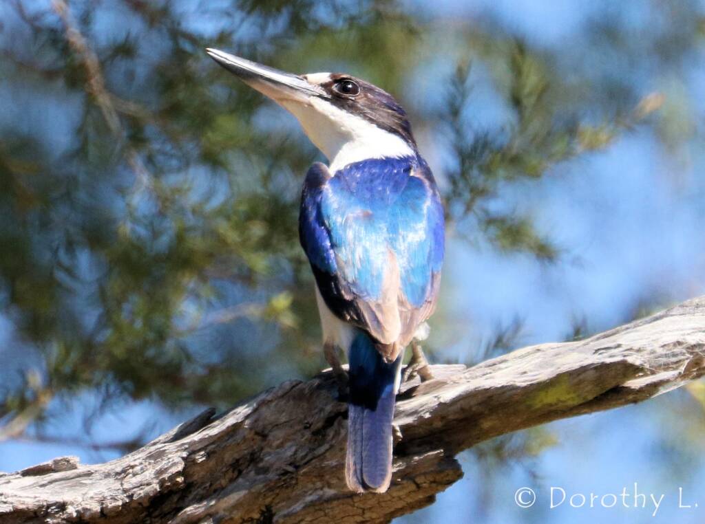 Forest Kingfisher (Todiramphus macleayii)