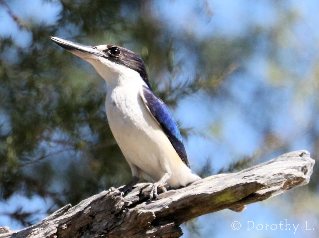 Forest Kingfisher (Todiramphus macleayii)