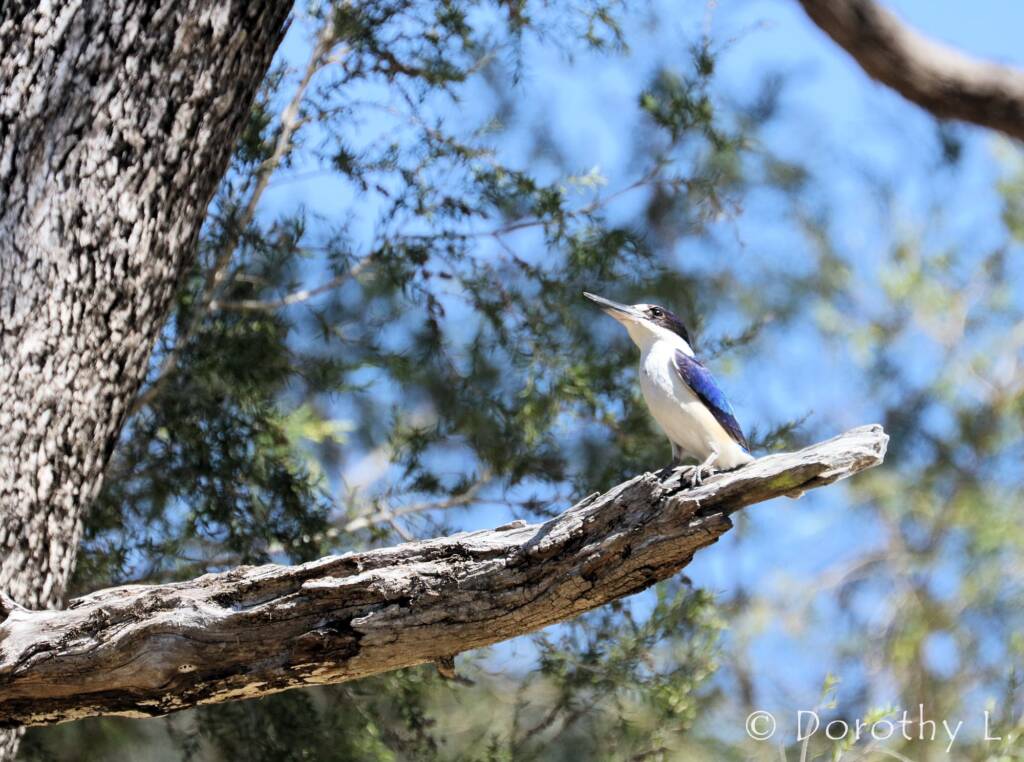 Forest Kingfisher (Todiramphus macleayii)