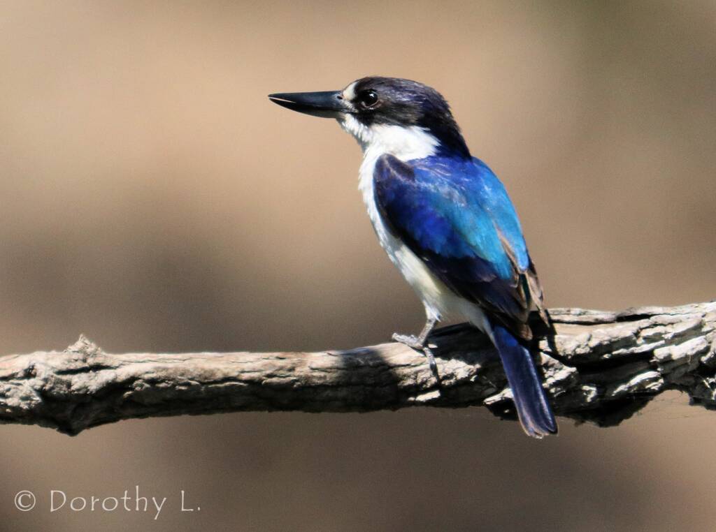 Forest Kingfisher (Todiramphus macleayii)