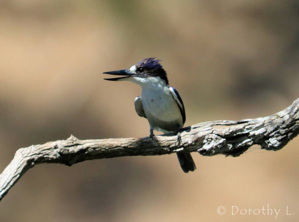 Forest Kingfisher (Todiramphus macleayii)