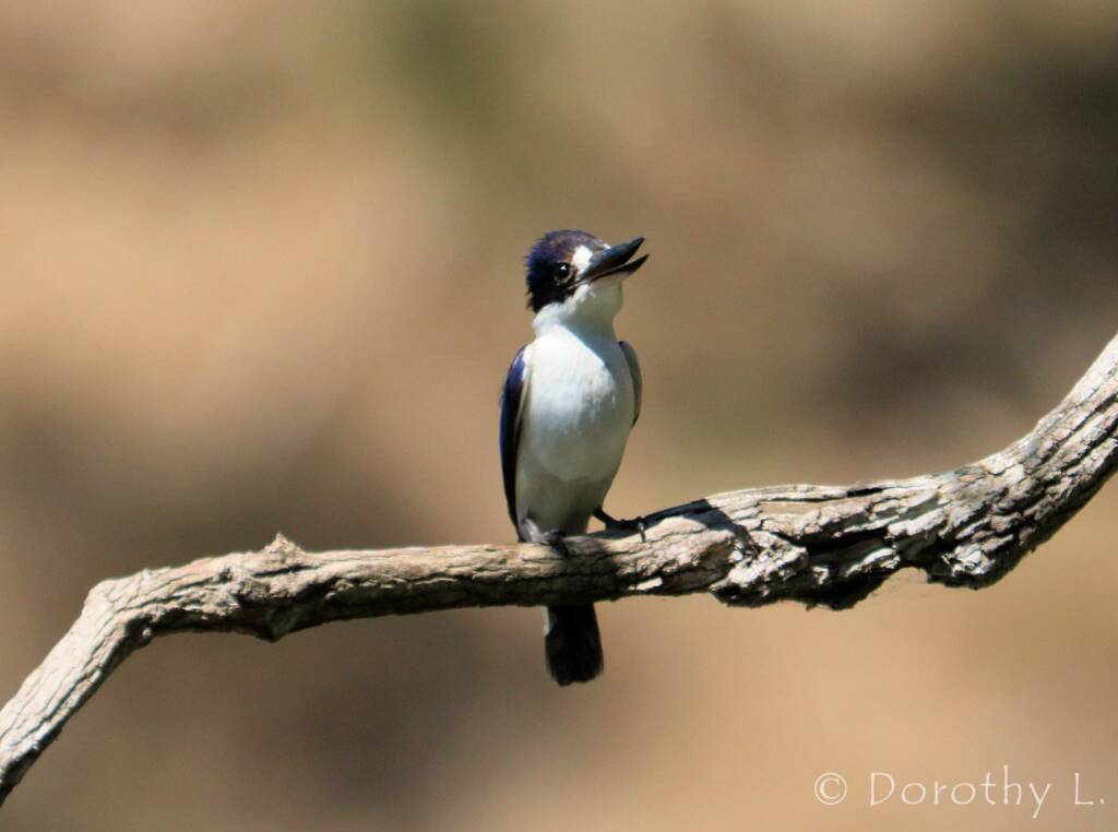 Forest Kingfisher (Todiramphus macleayii)