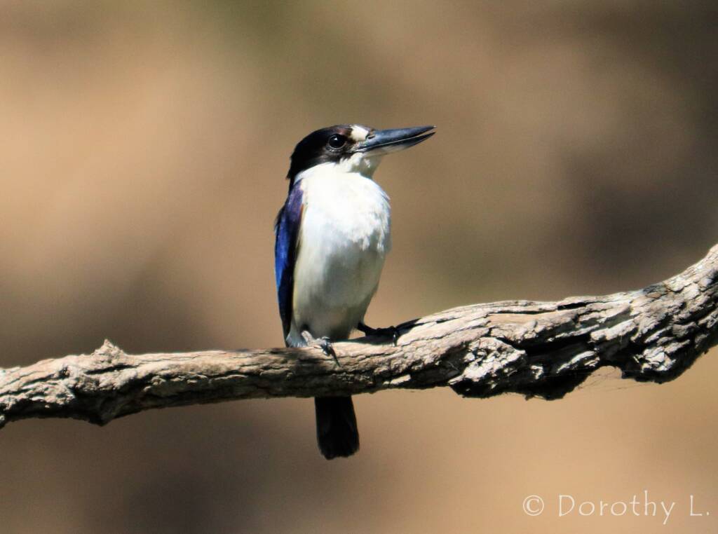 Forest Kingfisher (Todiramphus macleayii)
