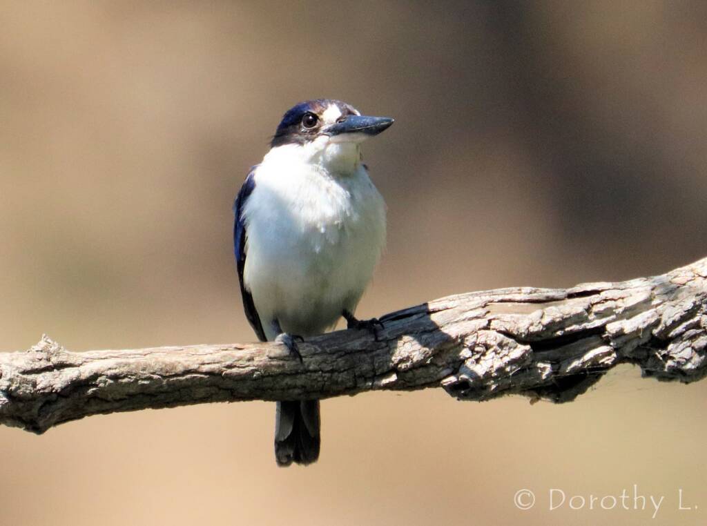 Forest Kingfisher (Todiramphus macleayii)