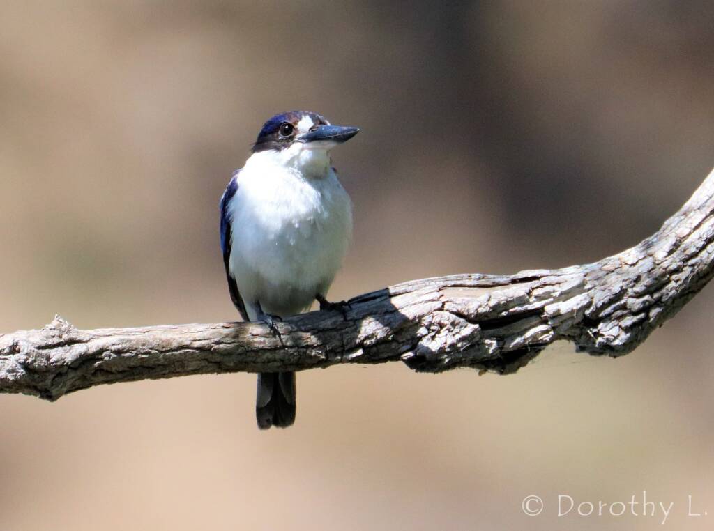 Forest Kingfisher (Todiramphus macleayii)