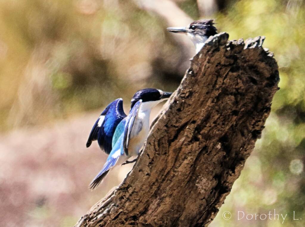 Forest Kingfisher (Todiramphus macleayii)