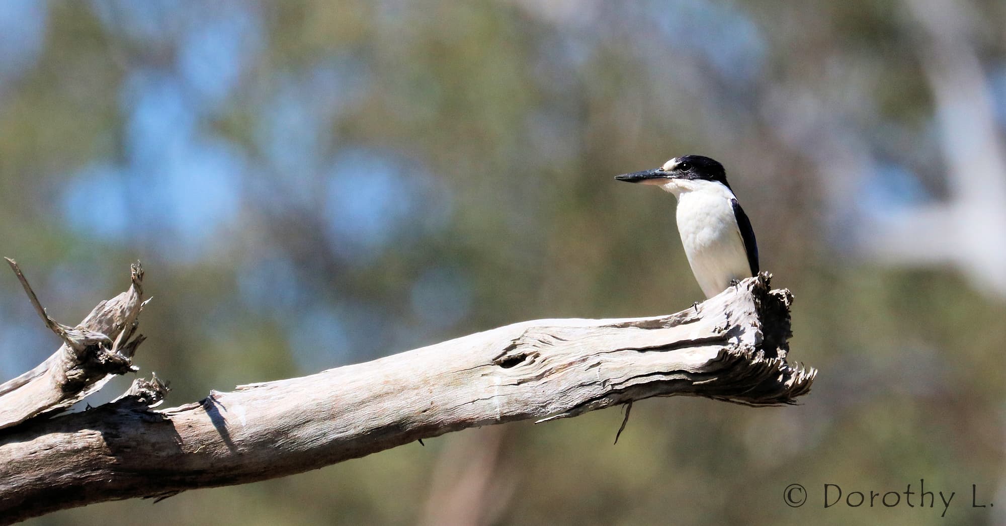 Forest Kingfisher (Todiramphus macleayii)