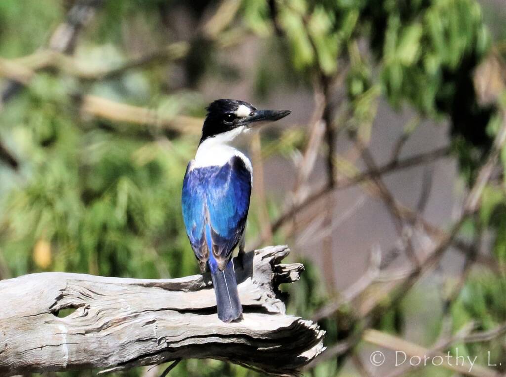 Forest Kingfisher (Todiramphus macleayii)