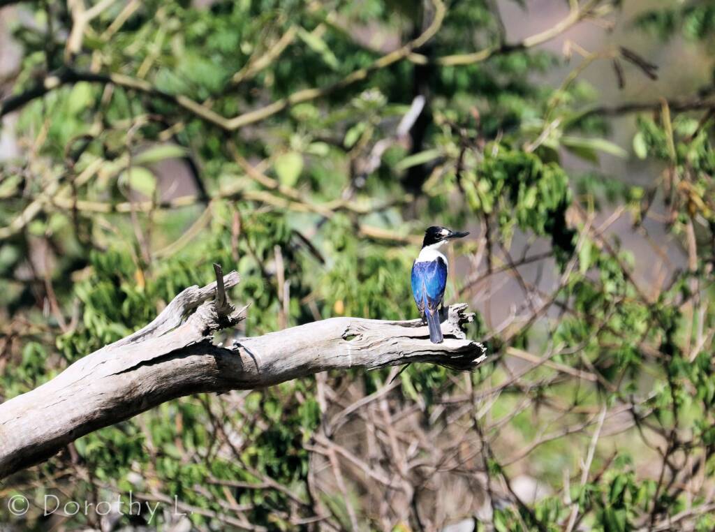 Forest Kingfisher (Todiramphus macleayii)