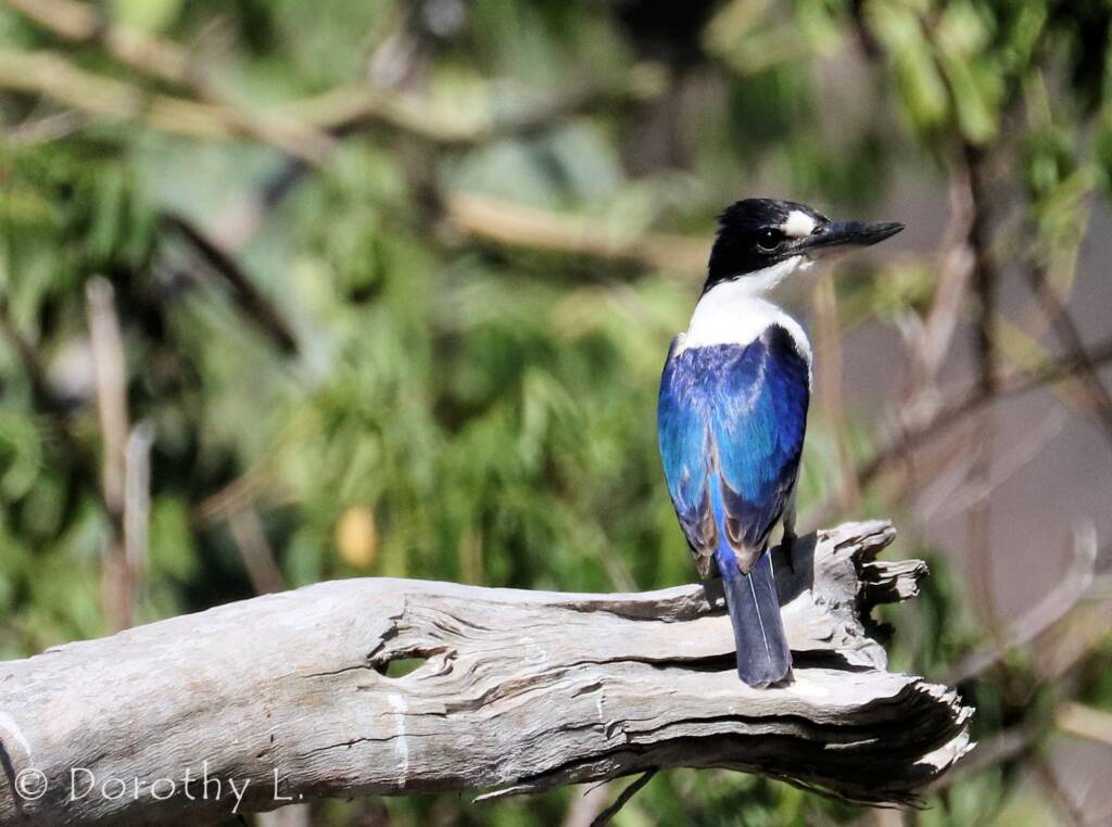Forest Kingfisher (Todiramphus macleayii)