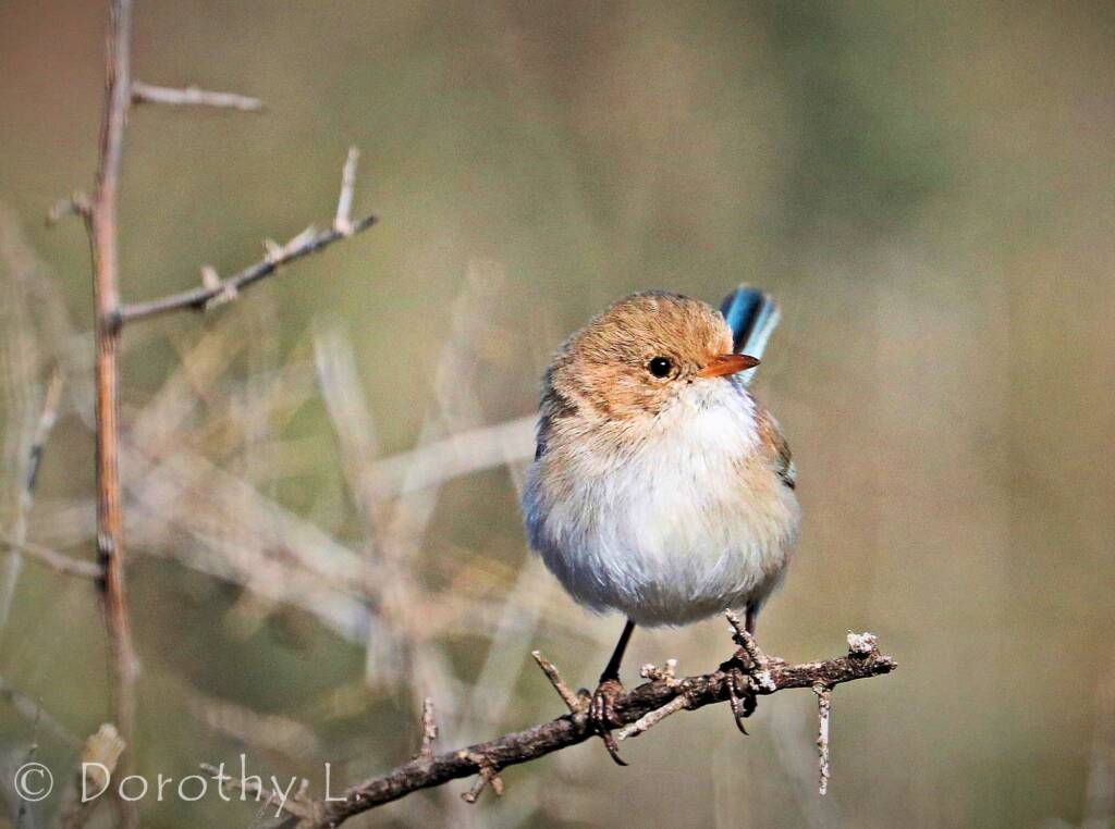 Juvenile male White-winged Fairywren (Malurus leucopterus)