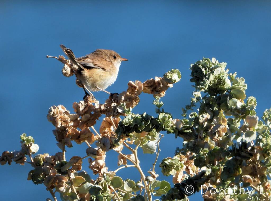 Juvenile White-winged Fairywren (Malurus leucopterus)