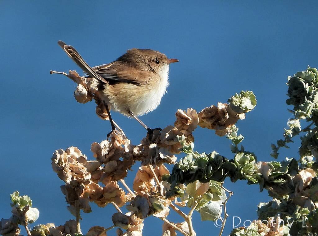 Juvenile White-winged Fairywren (Malurus leucopterus)