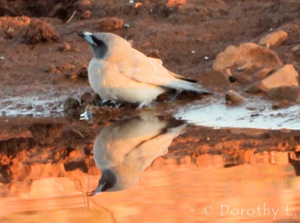 Masked Woodswallow (Artamus personatus)