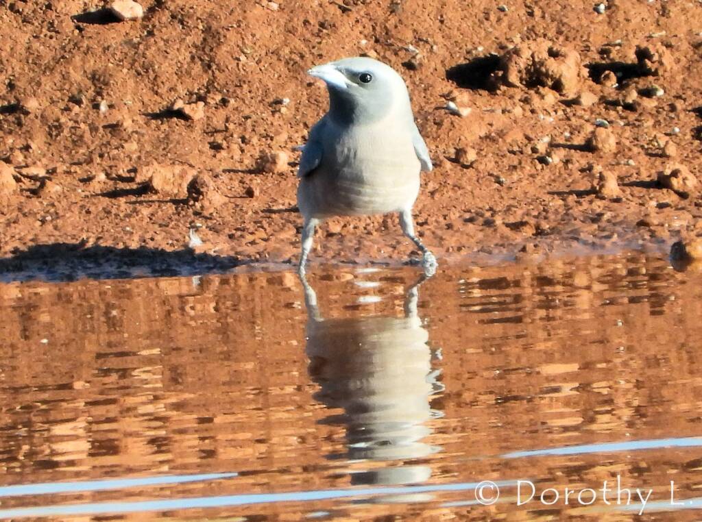 Masked Woodswallow (Artamus personatus)