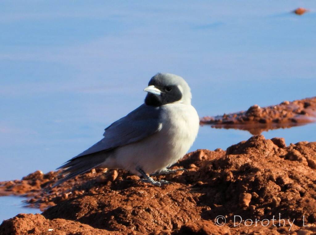 Masked Woodswallow (Artamus personatus)