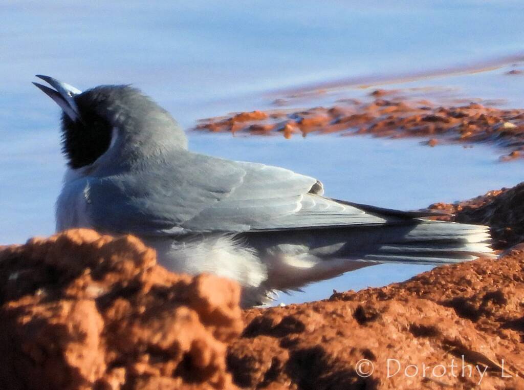 Masked Woodswallow (Artamus personatus)