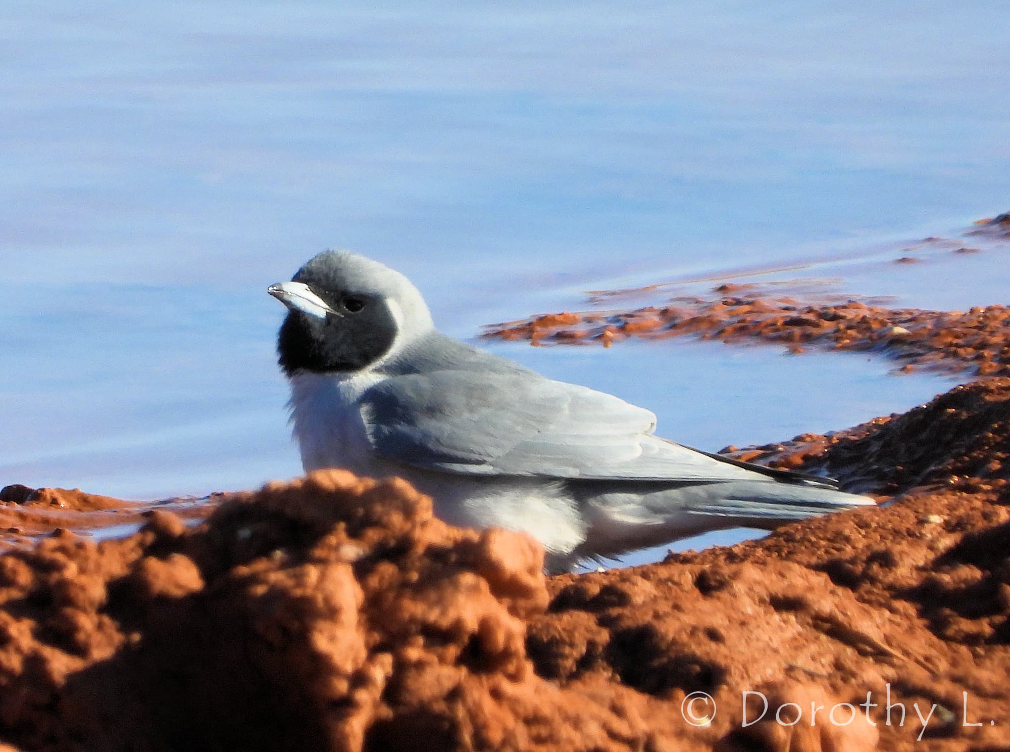 Masked Woodswallow (Artamus personatus)